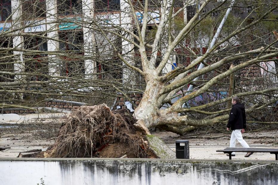 Leiria avalia estragos após queda de árvore com comércio encerrado