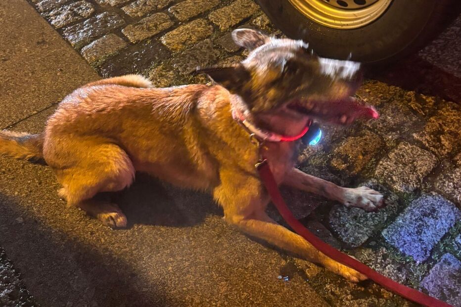 Os cães Bonny Hauskarand e Itogo de Orelav ajudaram nas buscas