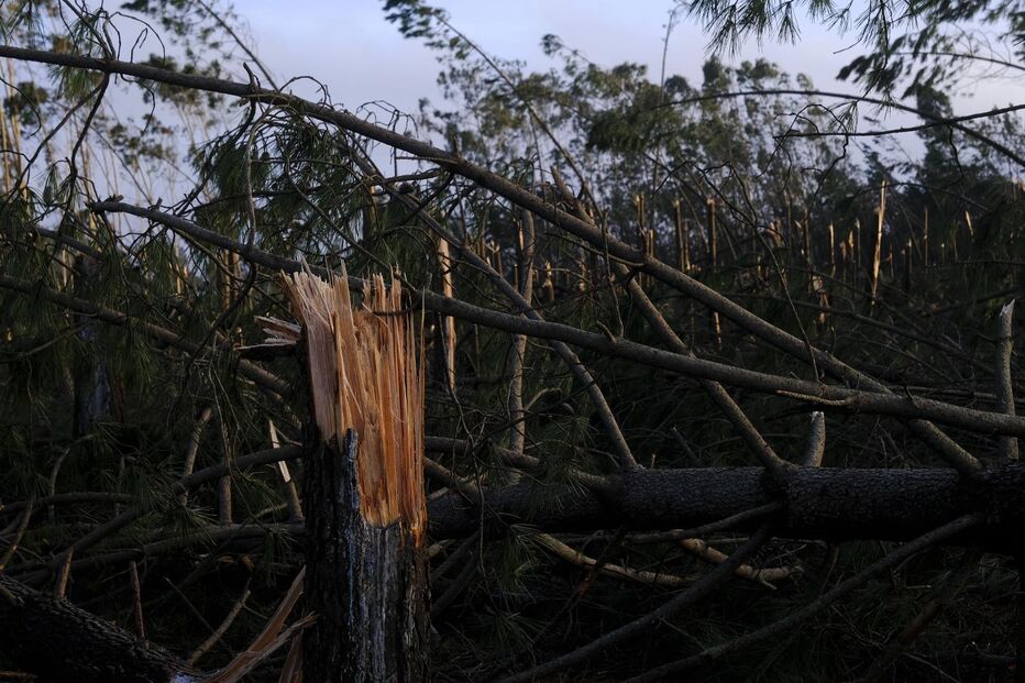 Queda de árvores devido ao mau tempo, na zona da Marinha Grande