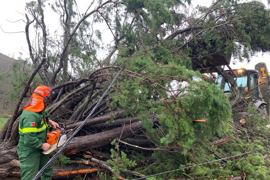 Exército apoia remoção de árvores após intempérie