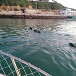 Família de javalis atravessa marina de Albufeira a nado