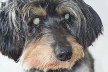 Tempestade dificulta buscas por Pirolito, um cão cego de Montemor-o-Velho