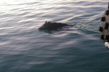 Família de javalis atravessa marina de Albufeira a nado