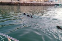 Família de javalis atravessa Marina de Albufeira a nado