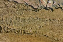 Descobertos fósseis a norte da praia da Galé em Grândola