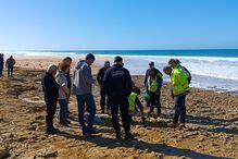 Descobertos fósseis a norte da praia da Galé em Grândola