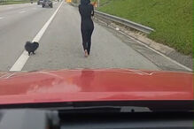 Mulher faz seis quilómetros a pé a passear cães na A2