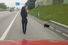 Mulher faz seis quilómetros a pé a passear cães na A2