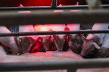 Porca alimenta leitões recém nascidos na pecuária Suinovalor que já perdeu mais de 200 leitões devido à falta de energia elétrica da rede provocada pela passagem da tempestade Kristin