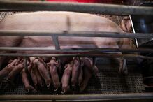 Porca alimenta leitões recém nascidos na pecuária Suinovalor que já perdeu mais de 200 leitões devido à falta de energia elétrica da rede provocada pela passagem da tempestade Kristin