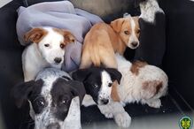 GNR resgata vários cachorros