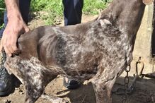 A GNR resgata cão em estado de subnutrição