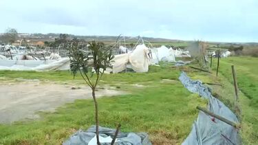 Estufa de frutos vermelhos ficou completamente arrasada pelo mau tempo no Vale do Lis