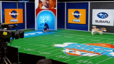 Puppy Bowl XXII promove adoção e inclusão de cães com necessidades especiais