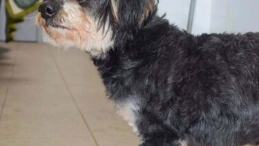 Tempestade dificulta buscas por Pirolito, um cão cego de Montemor-o-Velho