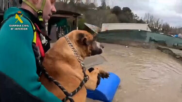 Tempestade e inundações no sul de Espanha obrigam ao resgate de animais presos 
