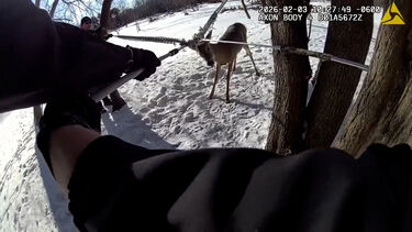 Polícia liberta veado preso numa rede no Minnesota 
