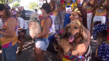 Cães mascarados desfilam no Carnaval do Rio de Janeiro em 'protesto' contra maus-tratos a animais