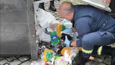 Homem deita quatro gatinhos no contentor do lixo, na freguesia de São Mateus em Famalicão