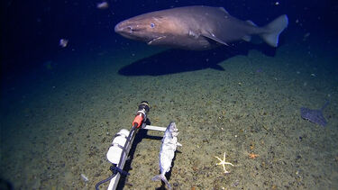 Câmara capta tubarão a nadar nas águas geladas da Antártida 