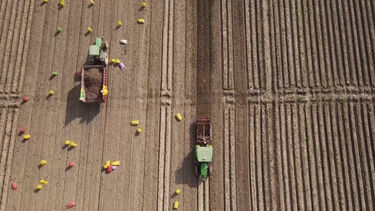 Agricultores usam IA para aumentar colheitas na Índia