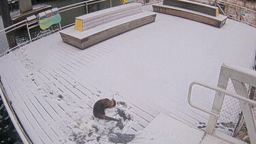 Nevão vira parque de diversões para lontra em Baltimore 