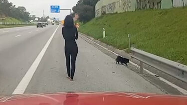 Imagens mostram mulher a passear cães pela berma da A2. Foi apanhada pela GNR