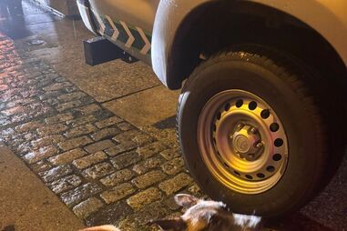 Heroína de quatro patas! Esta é a Bonny, a cadela dos Bombeiros de Famalicão que encontrou  uma criança desaparecida