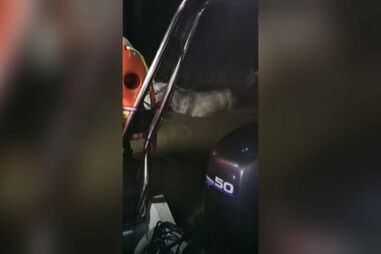 Três cavalos resgatados da zona ribeirinha de Samora Correia devido à saída do caudal do rio