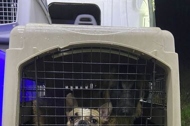 Arruda dos Vinhos: Bombeiros e IRA resgatam 29 animais após deslizamentos de terras