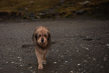 SOS Animal e ANIMAL exigem reunião urgente ao Governo para proteção de animais em catástrofes