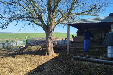 Meia centena de animais furtados de pequena exploração em Vidigueira