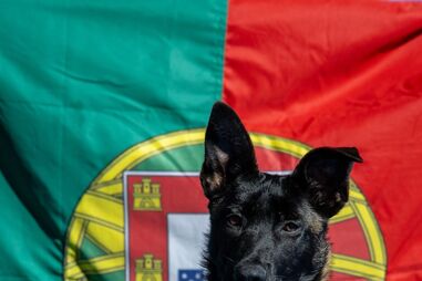 A Marinha Portuguesa tem uma nova recruta... e anda sobre quatro patas. Conheça a Poncha