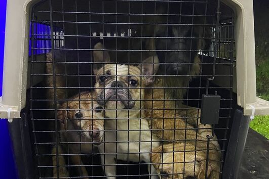 Arruda dos Vinhos: bombeiros e IRA resgatam 29 animais após deslizamento de terras