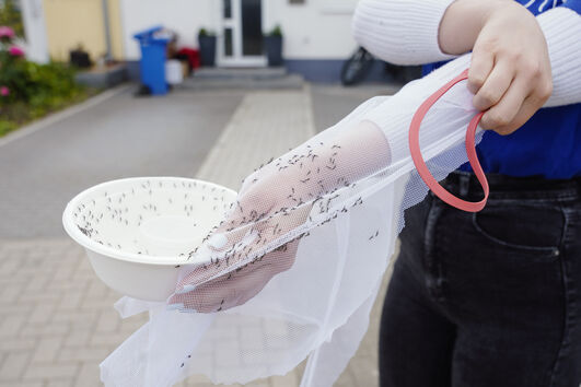 Mosquitos-tigre asiáticos