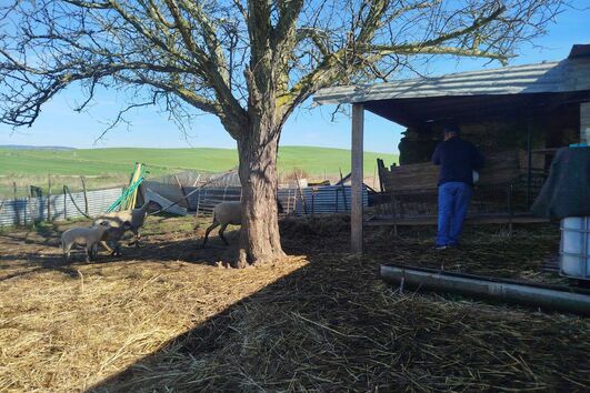 Meia centena de animais furtados de pequena exploração em Vidigueira