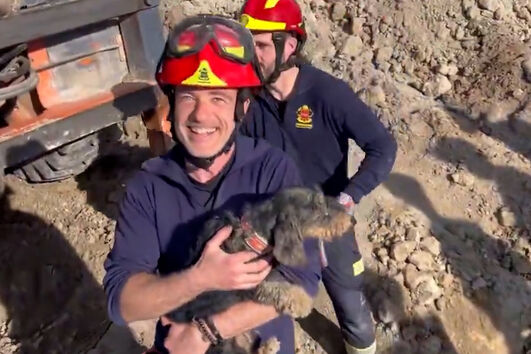 Cadela que perseguia coelho acaba presa em toca. Bombeiros de Madrid demoraram seis hora a resgatar o animal