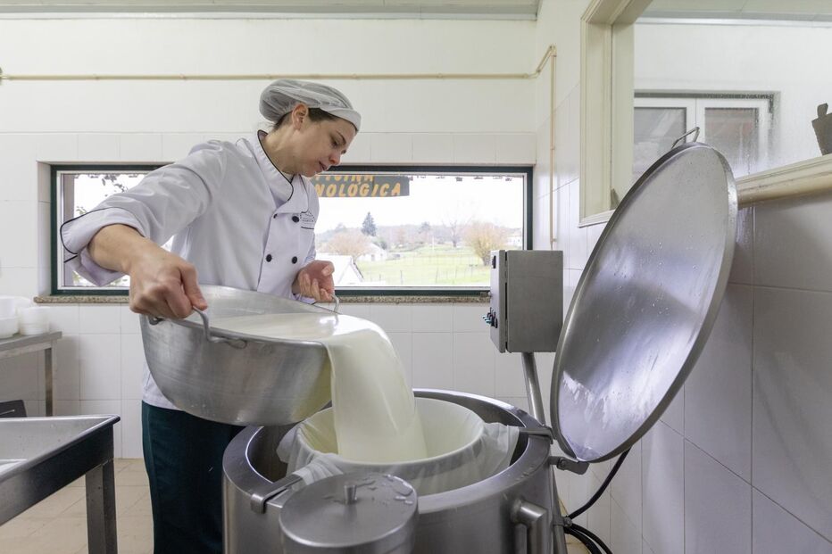 Queijeira transforma leite, após protestos sobre preço