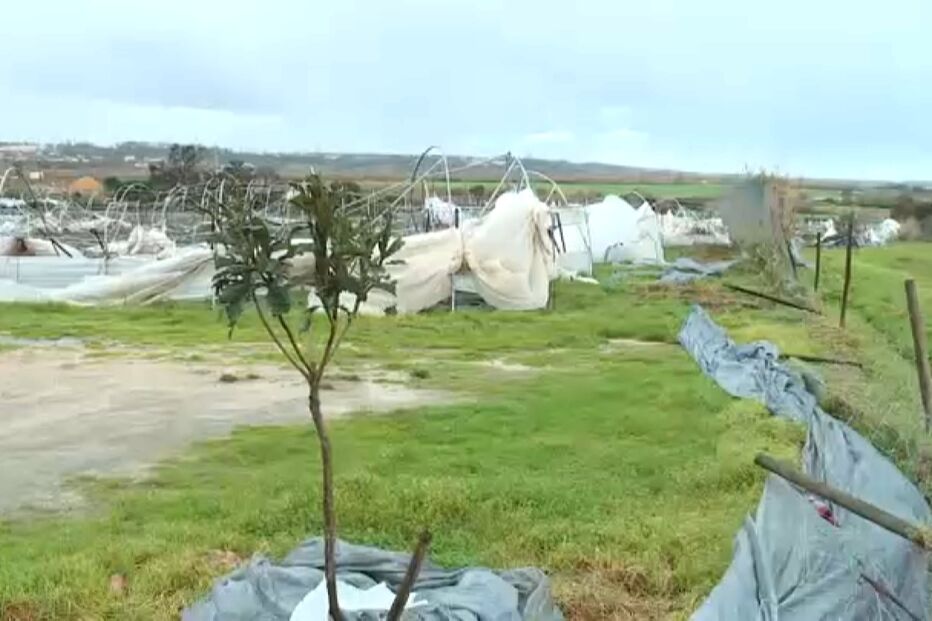 Estufa de frutos vermelhos ficou completamente arrasada pelo mau tempo no Vale do Lis