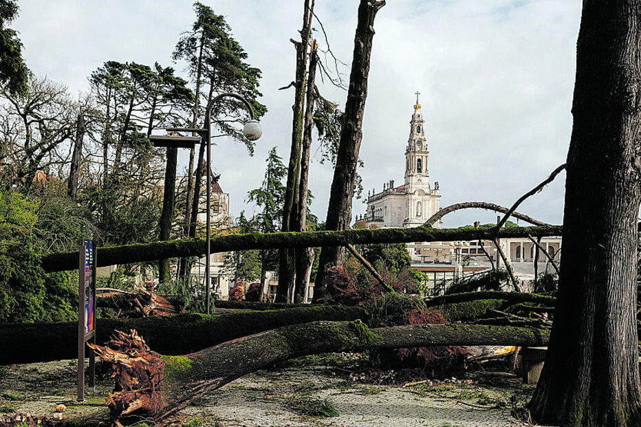 Santuário lamenta “perda irreparável de mais de 500 árvores”