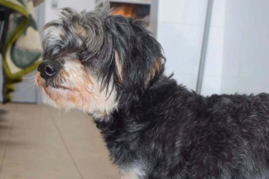 Pirolito, cão desapareu durante a tempestade