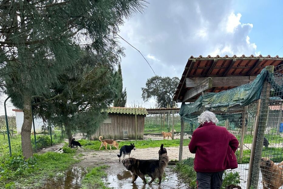 Abrigo que acolhe 800 animais destruído pelo mau tempo em Setúbal