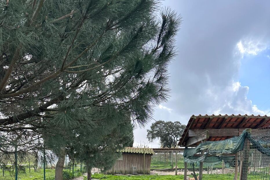 Abrigo que acolhe 800 animais destruído pelo mau tempo em Setúbal