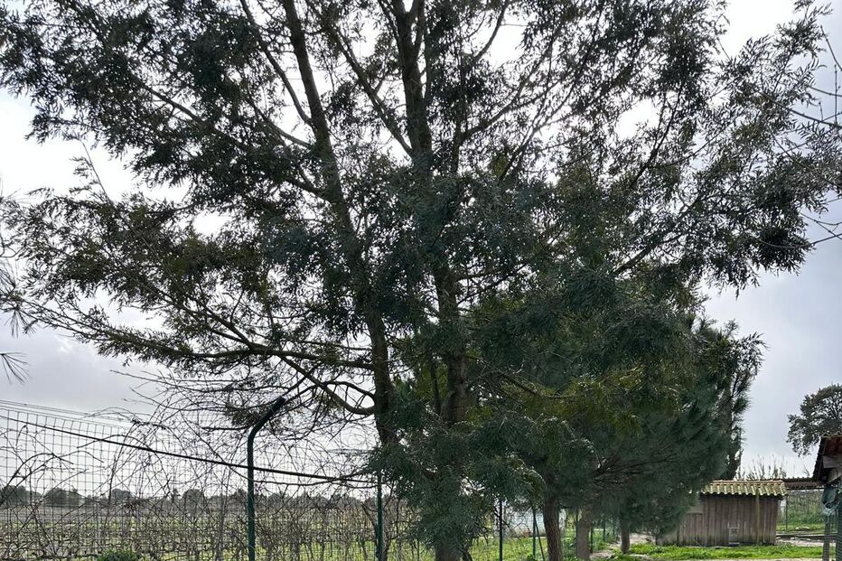 Abrigo que acolhe 800 animais destruído pelo mau tempo em Setúbal