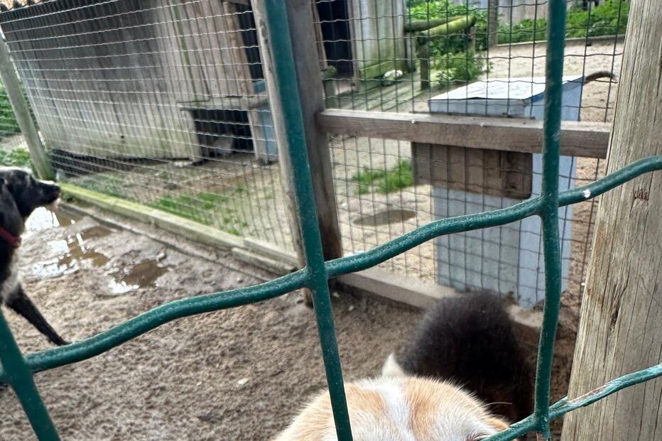 Abrigo que acolhe 800 animais destruído pelo mau tempo em Setúbal