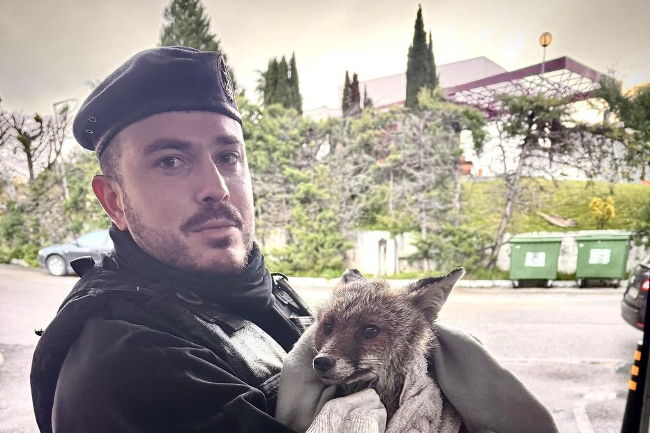 Forças Armadas resgatam raposa