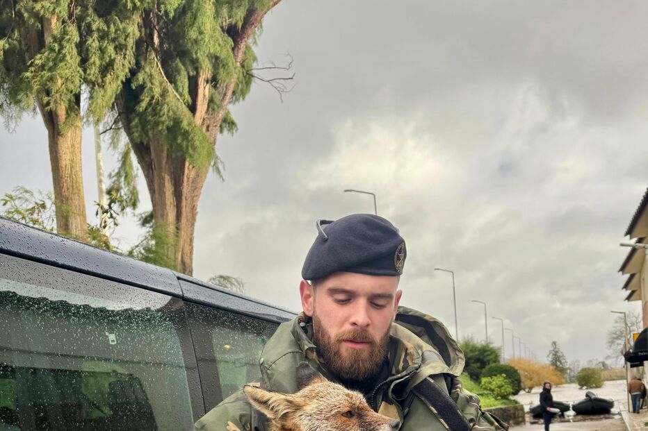 Forças Armadas resgatam raposa