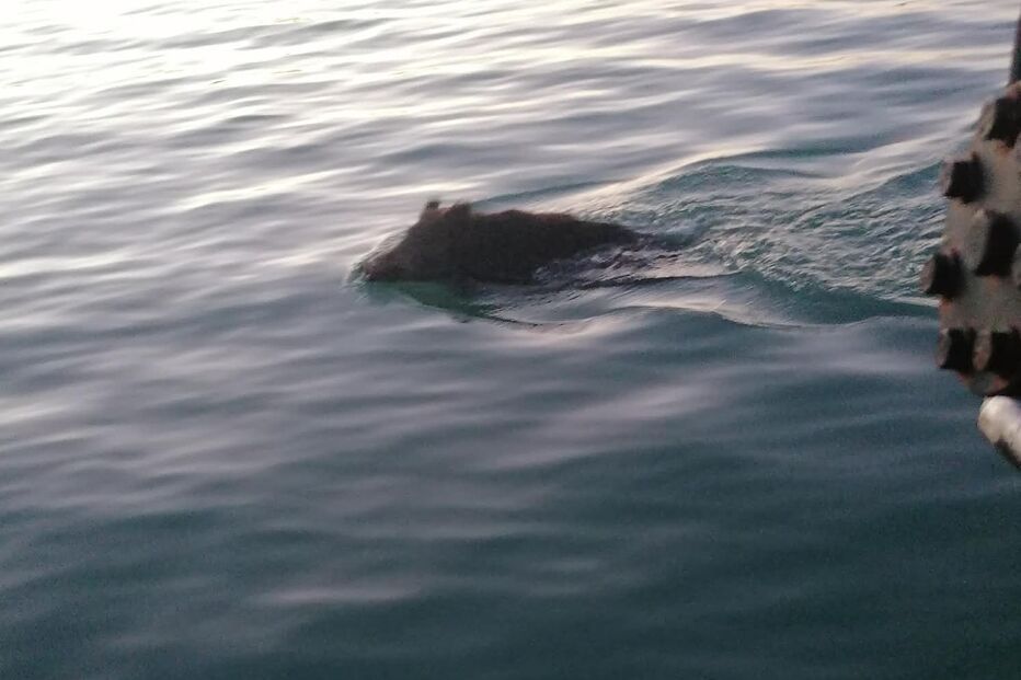 Família de javalis atravessa marina de Albufeira a nado