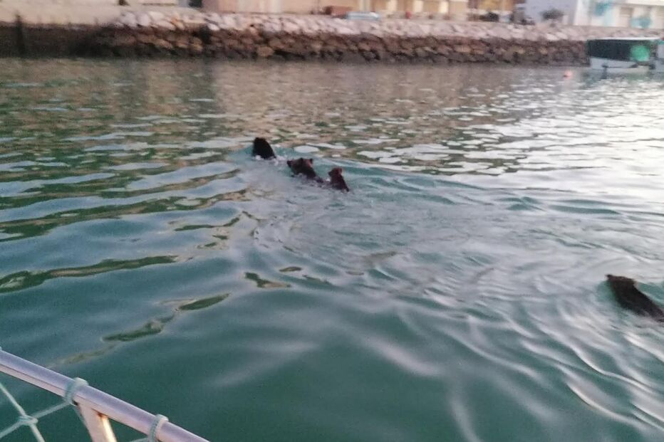 Família de javalis atravessa marina de Albufeira a nado