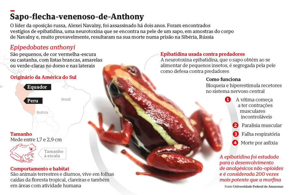 Navalny morreu por epibatidina, neurotoxina segregada por um sapo